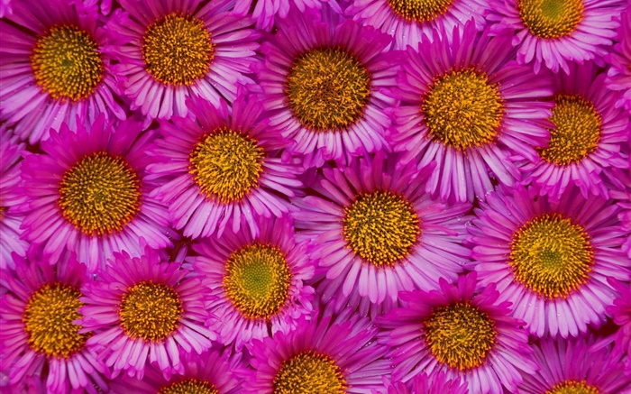 많은 핑크 카모마일 꽃 배경 화면 그림