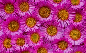 많은 핑크 카모마일 꽃