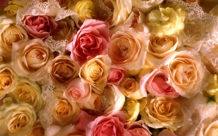 많은 장미 꽃, 노란색과 분홍색 배경 화면 그림