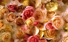 많은 장미 꽃, 노란색과 분홍색