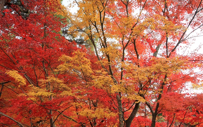 단풍 나무 숲, 나무, 붉은 색 단풍, 가을 배경 화면 그림