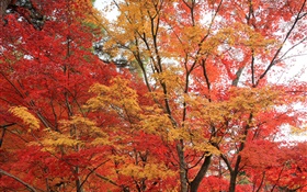 단풍 나무 숲, 나무, 붉은 색 단풍, 가을 HD 배경 화면
