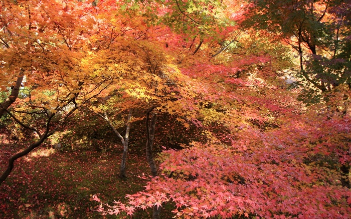단풍 나무 숲, 나무, 붉은 단풍, 가을 배경 화면 그림