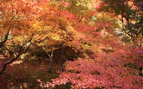 단풍 나무 숲, 나무, 붉은 단풍, 가을 HD 배경 화면