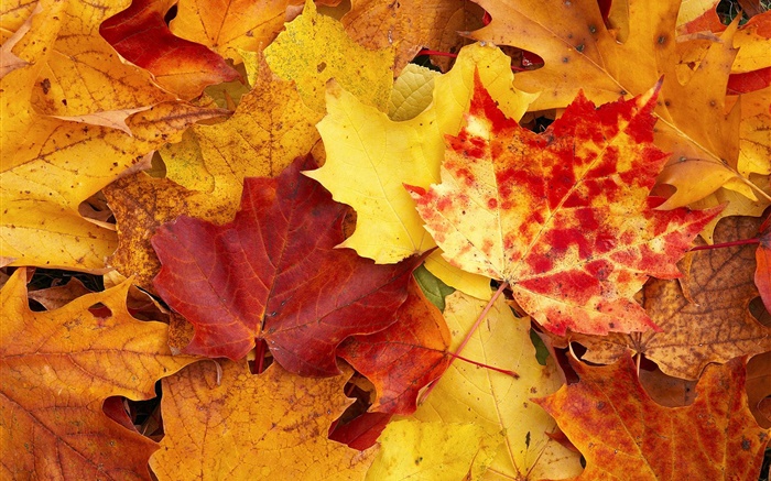 빨간색과 노란색 단풍 나무 잎, 가을 배경 화면 그림