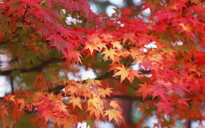 단풍, 붉은 색, 가을 배경 화면 그림