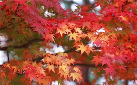 단풍, 붉은 색, 가을 HD 배경 화면