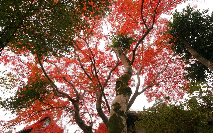 단풍 나무는 찾아 볼, 붉은 단풍, 가을, 집 배경 화면 그림