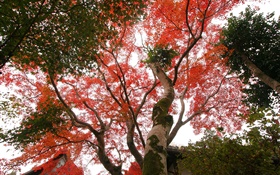 단풍 나무는 찾아 볼, 붉은 단풍, 가을, 집 HD 배경 화면