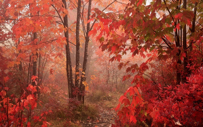단풍 나무, 숲, 단풍, 가을 배경 화면 그림