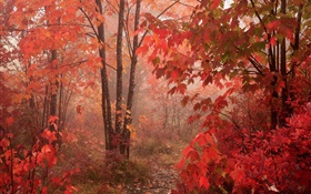 단풍 나무, 숲, 단풍, 가을 HD 배경 화면