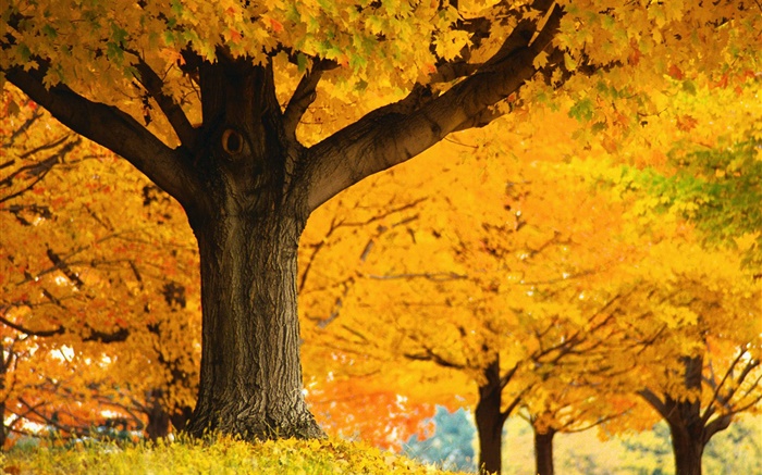 단풍 나무, 노란 잎, 땅, 가을 배경 화면 그림