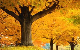단풍 나무, 노란 잎, 땅, 가을 HD 배경 화면
