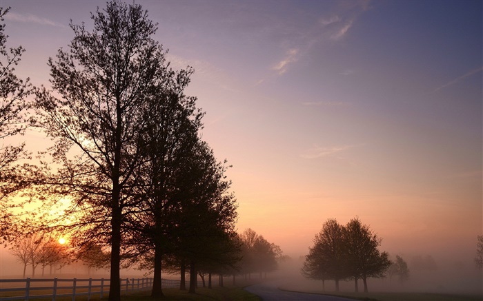 아침, 안개, 나무, 도로, 일출 배경 화면 그림