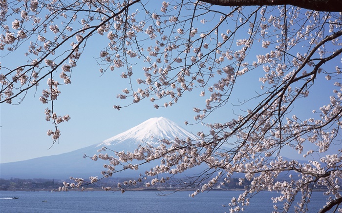 후지산, 일본, 벚꽃 꽃, 바다, 보트 배경 화면 그림