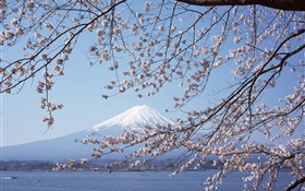 후지산, 일본, 벚꽃 꽃, 바다, 보트 HD 배경 화면