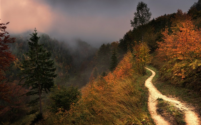 산, 안개, 나무, 보도, 가을 배경 화면 그림
