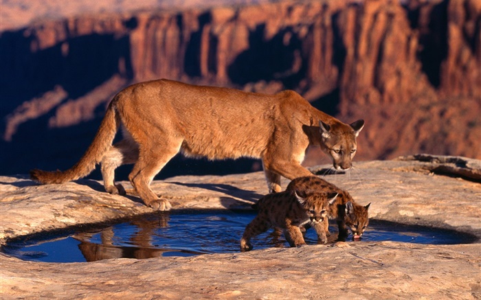 산 사자, 어머니와 새끼 배경 화면 그림