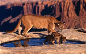 산 사자, 어머니와 새끼 HD 배경 화면