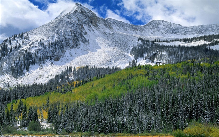 산, 눈, 숲, 나무 배경 화면 그림