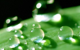 자연 잎 매크로 근접 촬영, 이슬, 녹색 HD 배경 화면