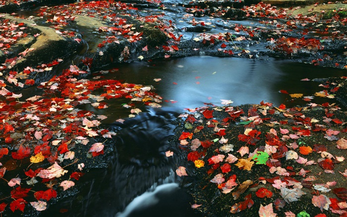 자연 풍경, 붉은 단풍, 개울, 가을 배경 화면 그림