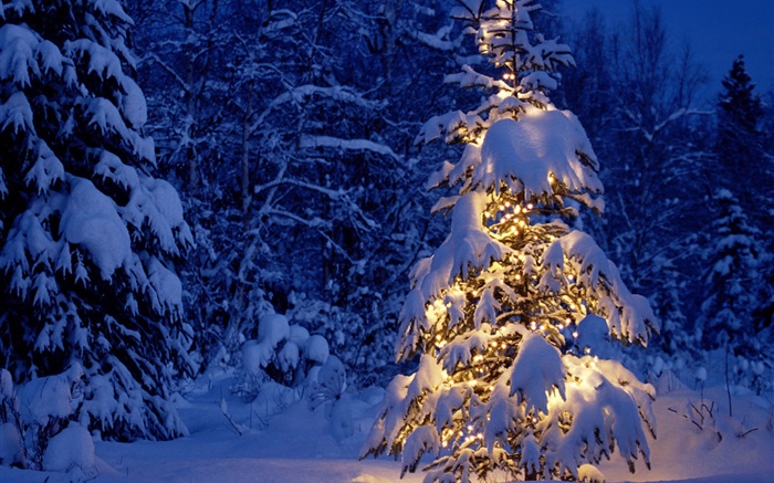 밤, 나무, 조명, 두꺼운 눈, 크리스마스 배경 화면 그림