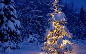 밤, 나무, 조명, 두꺼운 눈, 크리스마스