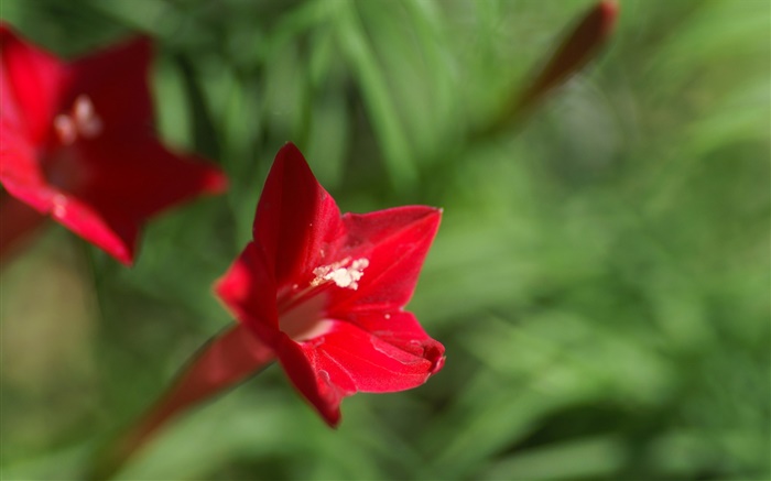 하나의 붉은 꽃 근접, 녹색 배경 배경 화면 그림