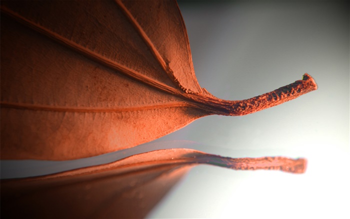오렌지 잎, 창조적 인 사진 배경 화면 그림
