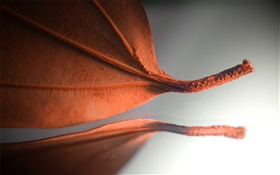 오렌지 잎, 창조적 인 사진 HD 배경 화면