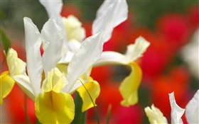 난초 꽃 근접, 흰색, 노란색 꽃잎