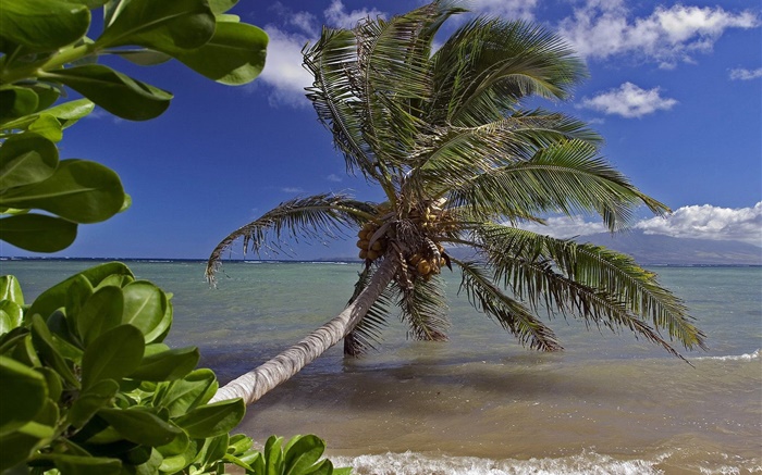 팜 트리, 바다, 물, 하와이, 미국 배경 화면 그림