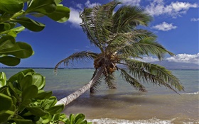 팜 트리, 바다, 물, 하와이, 미국 HD 배경 화면
