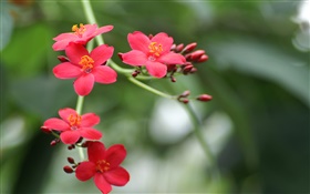 공원 꽃 근접, 붉은 꽃잎