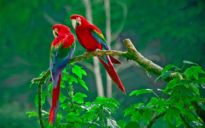 앵무새, 쌍 꼬리 깃털, 숲, 나뭇 가지, 나뭇잎 배경 화면 그림
