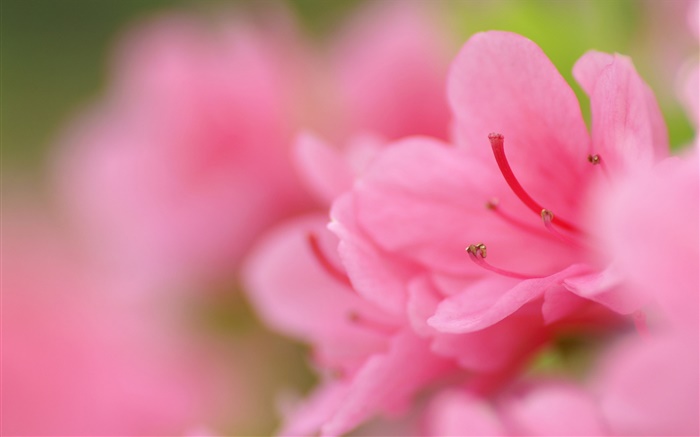 핑크 진달래 매크로 사진 배경 화면 그림