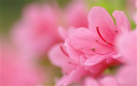 핑크 진달래 매크로 사진