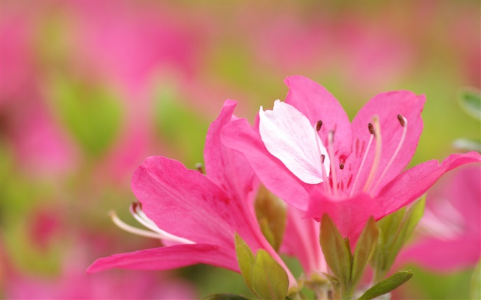 핑크 진달래 꽃잎 확대 배경 화면 그림