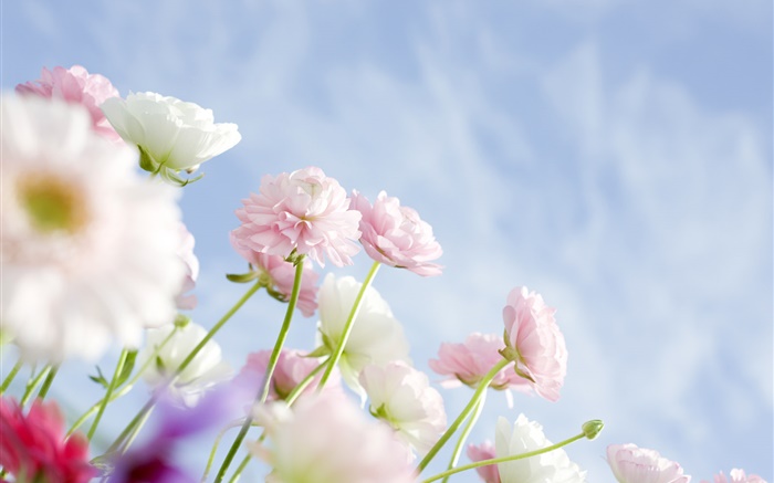 핑크 카네이션 꽃 배경 화면 그림