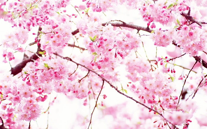 핑크 벚꽃 꽃 꽃, 봄 배경 화면 그림