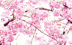 핑크 벚꽃 꽃 꽃, 봄 HD 배경 화면