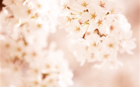 핑크 벚꽃 꽃, 나뭇잎 HD 배경 화면