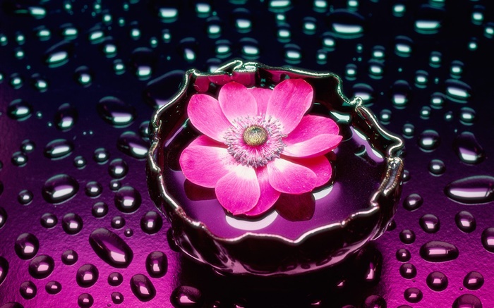 핑크 꽃 근접, 물 배경 화면 그림
