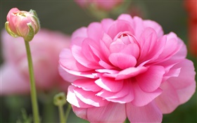 핑크 꽃 매크로 사진, 꽃잎, 나뭇잎 HD 배경 화면