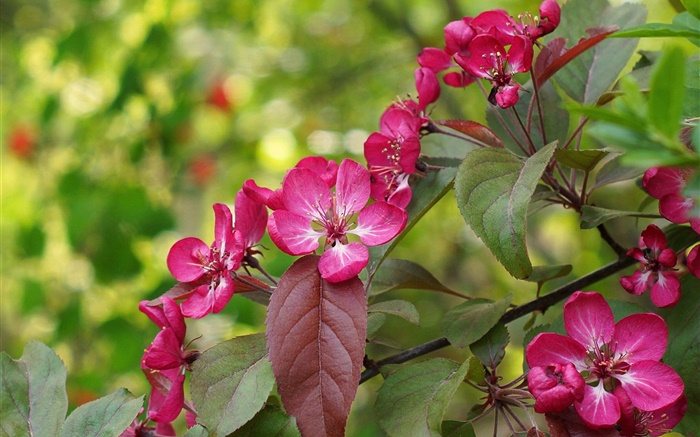 핑크 꽃, 꽃, 잎, 봄 배경 화면 그림
