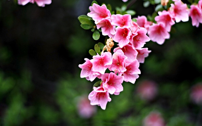 핑크 꽃, 나뭇 가지, 봄 배경 화면 그림