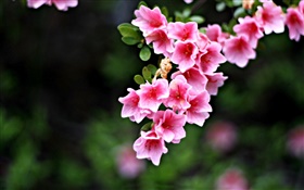 핑크 꽃, 나뭇 가지, 봄