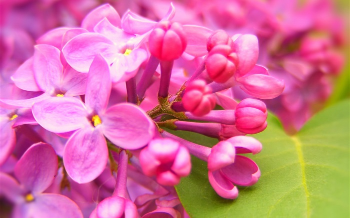 핑크 라일락 꽃 배경 화면 그림