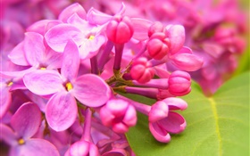 핑크 라일락 꽃